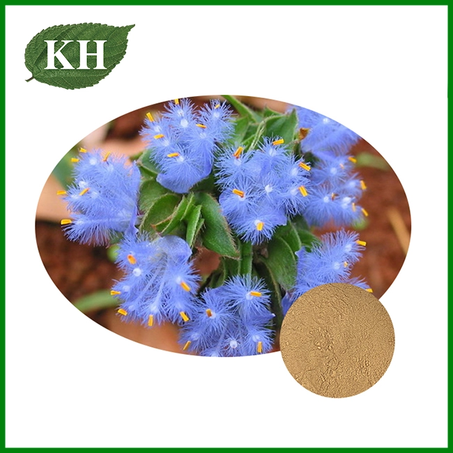 Cyanotis Arachnoidea Extract